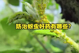 春季蚜虫高发，防治蚜虫，用好这几类杀虫剂，再不好打的都能解决视频封面