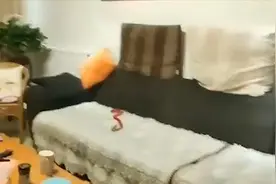 女子报警称遇见“红色长蛇” 消防小心翼翼到场抓捕 结局出人意料视频封面