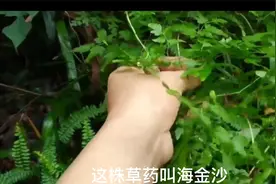 海金沙的作用与功效视频封面