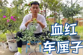 大表舅今天给大家分享一个金弹子的顶级品种，血红车厘子金弹子视频封面