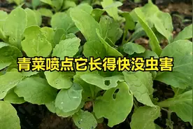 青菜喷点它？长得快又嫩又翠绿还没病虫害，赶紧看看了解下视频封面