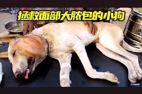 你见过脸肿的像猪头的小狗吗？面部起了个大脓包，必须手术才行。视频封面