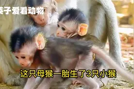 母猴生了3胞胎小猴，一只乖巧另两只调皮捣蛋，好奇是如何喂奶的视频封面