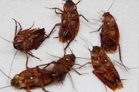 家里有蟑螂别着急，地上放碗它，蟑螂来一只灭一只，比买的药好用