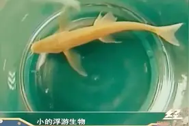 奇怪小鱼没眼睛，专家表示应该是洞穴鱼，暂且将其命名为白泡盲鱼视频封面
