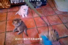 3只金吉拉被扔在垃圾桶里，到医院时，猫咪的嘴已经烂了视频封面