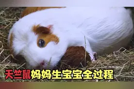 罕见天竺鼠妈妈生孩子全过程，画面太有爱，关键时刻鼠爸爸被吓跑视频封面