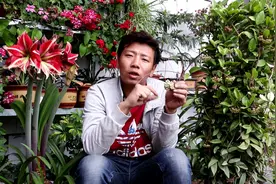 春季球兰旺季，长满大花苞，水肥给它跟上，一次就能开爆盆！视频封面