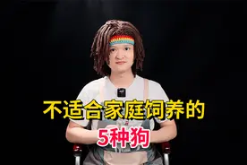 不适合家庭饲养的5种狗，你家狗狗上榜了吗？视频封面
