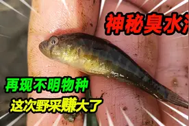 再探神秘臭河沟，发现两天不明虾虎鱼种，这次野外抓鱼真是赚大了视频封面