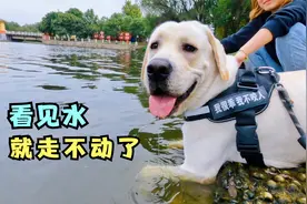 带拉布拉多出门要把主人累死，狗子一路亢奋，看见水就想往下跳视频封面