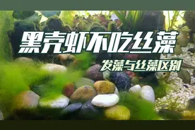 黑壳虾吃丝藻？虽然都像丝，但黑壳虾只吃发藻，丝藻和发藻的区别视频封面