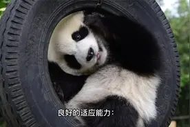 【最全动物介绍之熊猫】硬核有趣的认识各种动物视频封面