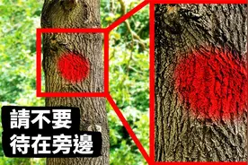 如果你在树上看到这样的记号……记得躲远点