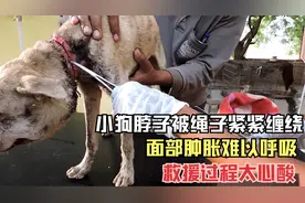 小狗脖子被绳子勒入皮肤，面部肿胀难以呼吸，救援过程太心酸视频封面