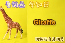 儿童益智早教动画，玩游戏猜小动物，长颈鹿袋鼠大灰熊狮子大熊猫视频封面