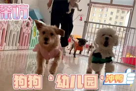 探访：狗狗“幼儿园”萌翻了视频封面