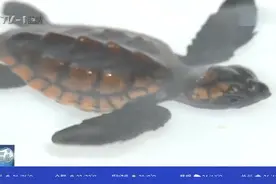国内首例！人工繁育国家一级保护动物蠵龟在青岛诞生视频封面