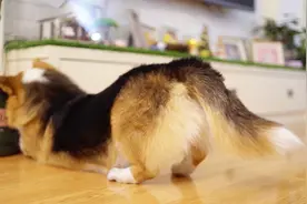 主人藏食物引诱狗狗寻找，狗子们纷纷上演精分现场视频封面