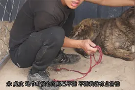 狗的尾巴不摇就要小心，幸亏老胖有经验，对于凶猛的狗就得这样治