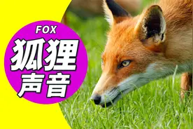 认识动物：狐狸的叫声音效\图片视频封面