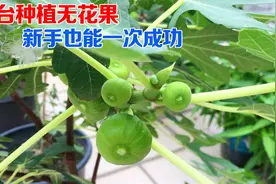 如何在家自己种无花果？分享几个小技巧，新手也能成功视频封面