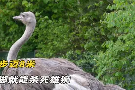 世界上最大的鸟，鸵鸟见人就把脑袋埋土里，却一脚就能杀死雄狮视频封面
