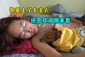 狗狗口味太重，不仅爱上了女主人，还喜欢舔咯吱窝视频封面