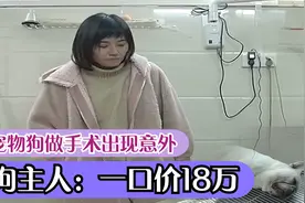 15万的斗牛犬手术出现意外，狗主人要求诊所赔偿：一口价18万视频封面