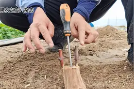 李民老师现场示范葡萄大树硬枝改接技术视频封面