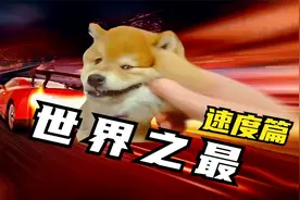 世界之最：速度篇，快到离谱视频封面