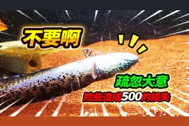 眼镜蛇雷龙跳缸损失500元，一顿紧张搜寻艰难找回，还能抢救嘛