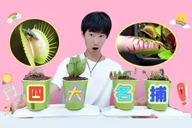 捕蝇草真能抓蚊子吗？一口气买来5盆，长大还能变“食人花”？视频封面