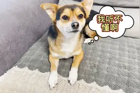 用狗语翻译器与狗狗进行交流，没想到狗狗居然听懂了，好神奇！