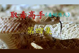 很多毒蛇毒液通过医学研究可以救命，用于心脏病，帕金森症等重病视频封面