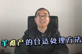 很多养殖户问羊为啥出现难产问题，陈老师讲羊难产的合适处理方法视频封面