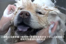 遭遇车祸的16岁老松狮，找到主人后，却又险些被卖狗肉馆视频封面