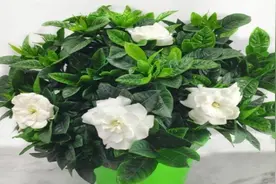 新买的栀子花动不动就发蔫黄叶？教你一招，轻松解决视频封面