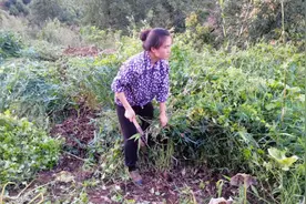 山坡上竹子长得太多要砍掉，毕竟两物不能同时并存于同一空间视频封面