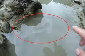 小伙赶着退潮去赶海，发现水坑有动静，抽干后这样抓才过瘾！