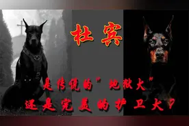 杜宾，是传说的“地狱犬”，还是完美的护卫犬？视频封面
