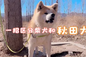 如何区分秋田犬和柴犬，秋田犬的特征是什么？听听小伙怎么说视频封面