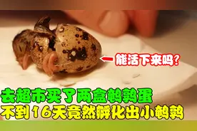 去超市买了两盒鹌鹑蛋，不到16天竟然孵化出了小鹌鹑，太神奇了！视频封面