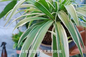 吊兰叶子长得很长？做好3件事，叶子变短变宽，挺拔有型视频封面