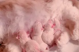 第一视角观看布偶猫妈妈生产小奶猫，猫妈妈基本都会自己处理！