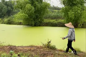 管子哥种植付瓜，大黄瓜成长全过程，育苖，栽种，开花结果，收获视频封面