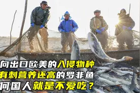反向出口欧美的入侵物种，没刺营养高的罗非鱼，为何国人不爱吃？视频封面