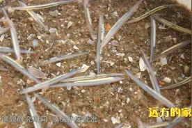 绿绿的藻类，是文昌鱼最爱吃的食物视频封面