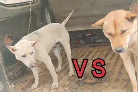 终于见到了广西土猎狗，几千元一条，土狗中的贵族