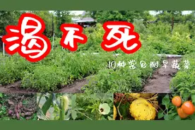 十种最常见耐旱蔬菜是什么？小假期出门不担忧视频封面